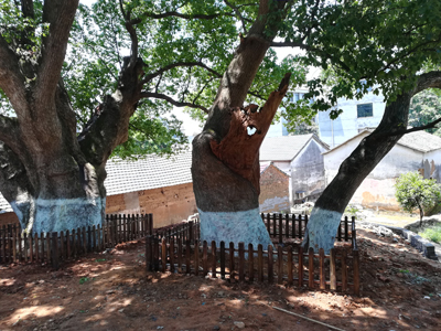 古树保护方案编制、工程施工与养护